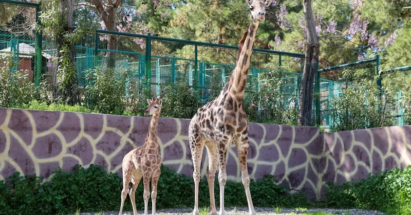 Türkiye’de bir ilk! Gaziantep’te doğan zürafa yavrusu büyük ilgi gördü