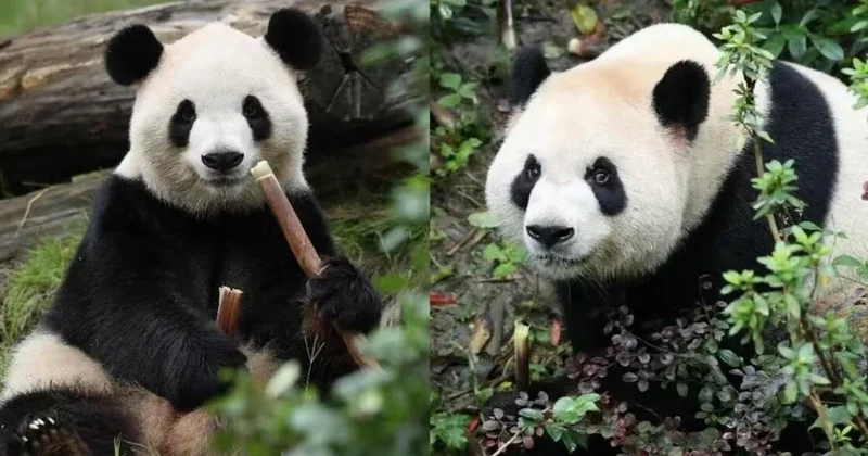 Çin ve ABD ilişkilerinin yükü, bu iki ayının omuzlarında Sözcü Gazetesi