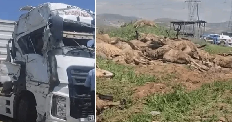 Malatya’da küçükbaş hayvan yüklü tır devrildi: İki kişi yaralandı, 80 koyun telef oldu Malatya Haberleri