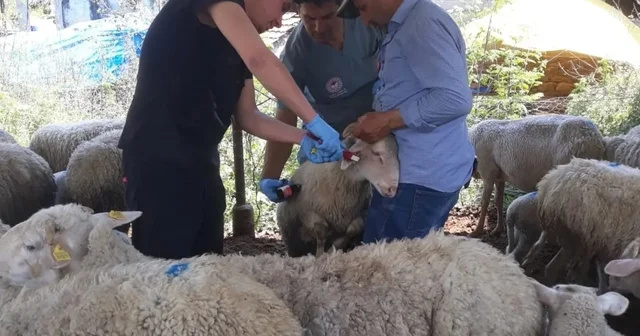 Karpuzlu da küçükbaş hayvanlar kayıt altına alınıyor Aydın Haberleri