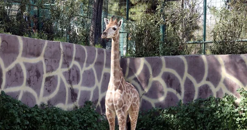 Türkiye’nin ilk zürafa yavrusunun adı anketle konacak