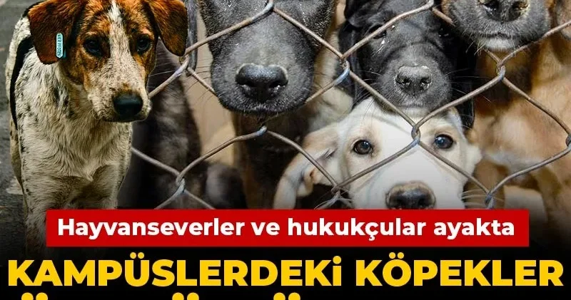 Kampüslerdeki köpekler öldürülecek! Hayvanseverler ve hukukçular ayakta