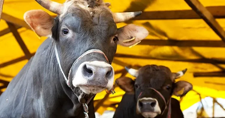 Kurban kesecek vatandaşlara uyarı! Uymayanlara 839 bin TL ceza