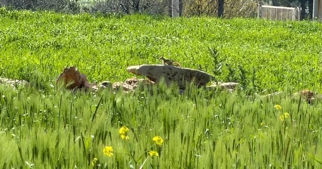 Türkiye de nesli tehlike altında olan kızıl sincap çağla yerken görüntülendi Diyarbakır Haberleri