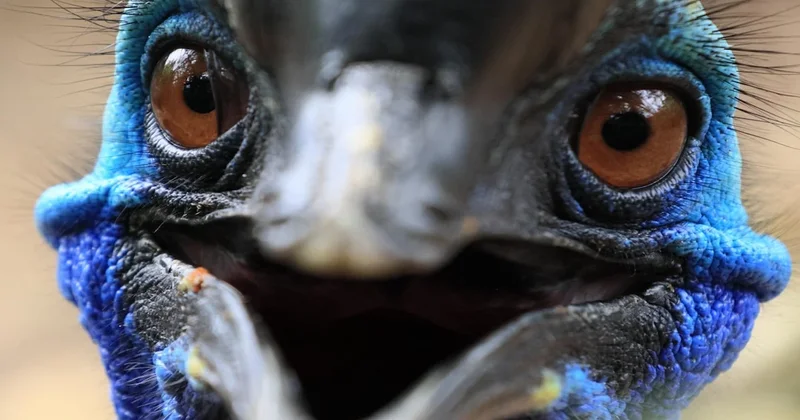 Timsah ve yılanı tek hamlede avlayan canavar Sözcü Gazetesi