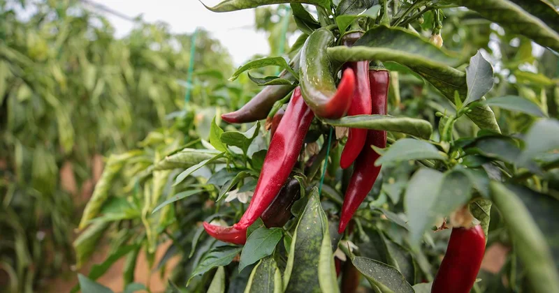 Zirai ilaçlara dijital takip: B Reçete geliyor