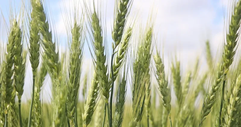 Buğdayda rekor yılı: Türkiye ortalamasının üzerinde verim bekleniyor