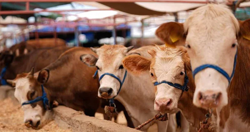 Kurban Bayramı önlemleri: Cezalar ağır!