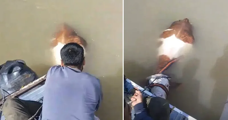 Bu sefer balık değil tosun yakaladılar