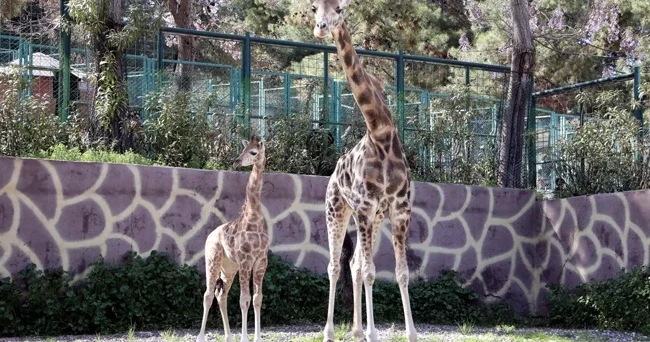 Türkiye’de doğan ilk zürafa oldu: İsmi anketle belli olacak! Görmek için buraya gelin