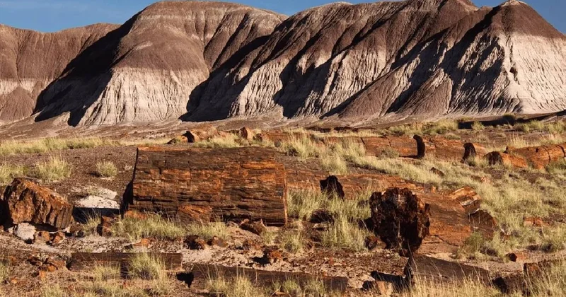 Ağaçların bile taşa dönüştüğü devasa orman bulundu Sözcü Gazetesi