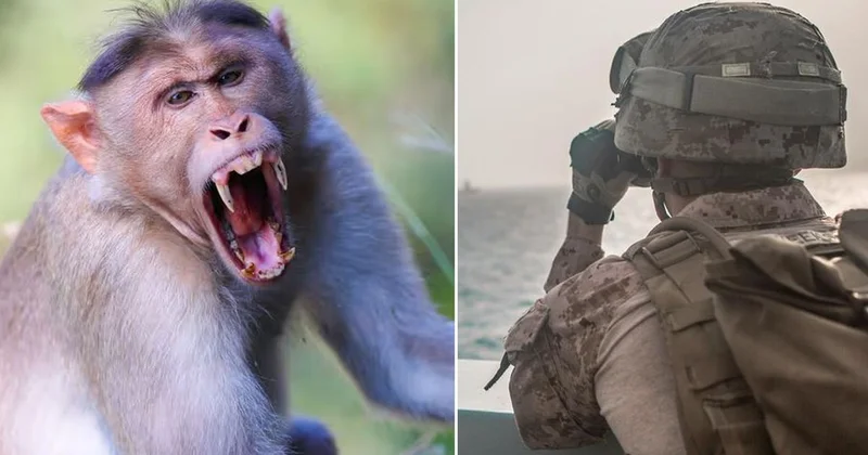 Hürmüz yolundaki ABD askerine maymun saldırısı