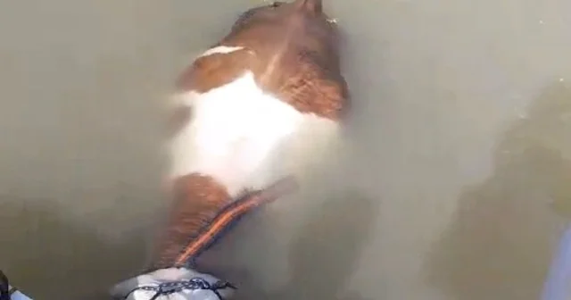 Bu sefer balık değil tosun yakaladılar Nehir ortasındaki adada mahsur kalan tosun kurtarıldı Elazığ Haberleri