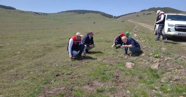 Amasya nın mera ve yaylalarında otlatma kapasitesi incelemesi Amasya Haberleri