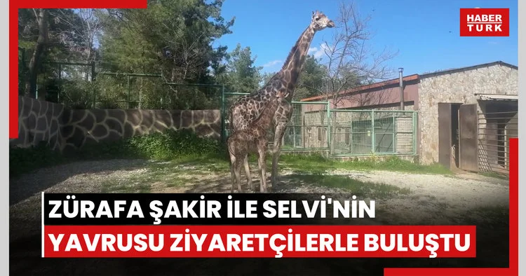 Zürafa Şakir ile Selvi nin yavrusu ilk kez ziyaretçilerle buluştu