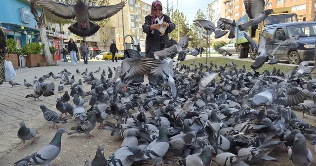 Kuşlara yem dağıtan yaşlı kadın onlarca güvercinin arasında kaldı Naide Toy: Gelirken beni gördükleri zaman kuşların hepsi yanıma geldi Eskişehir Haberleri
