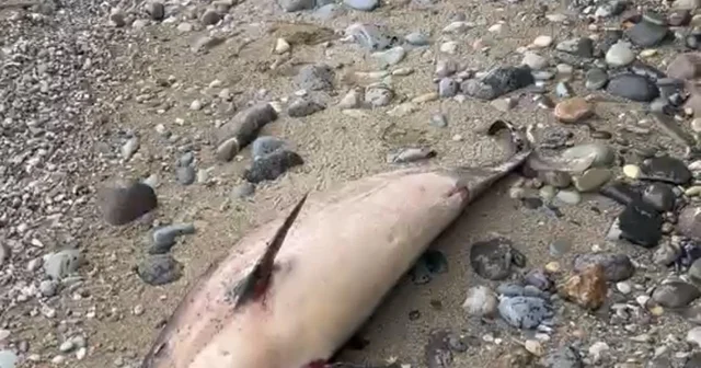 Trabzon da yunus balığı ölümleri Sürmene ve Ortahisar ilçelerinin ardından Araklı ilçesi sahilinde de yunus balığı ölümü yaşandı Trabzon Haberleri