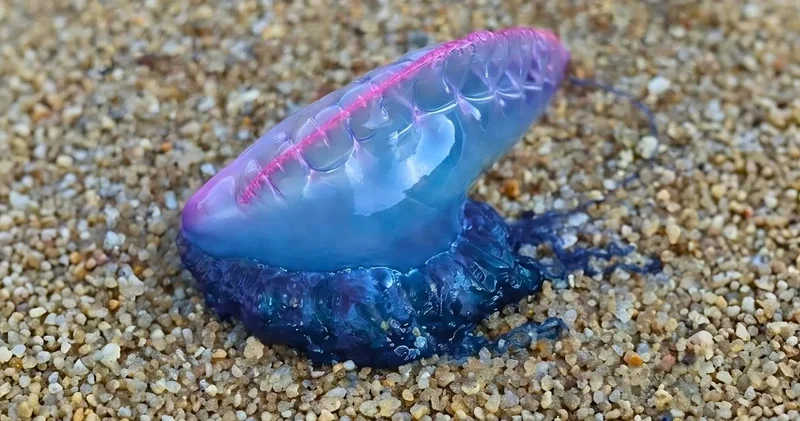 Sahile vuran bu canlıya dikkat edin: Çok tehlikeli olabilir