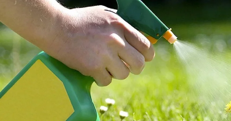 Kimyasal kullanmadan bahçelerdeki yabani otları yok eden basit yöntem Sözcü Gazetesi