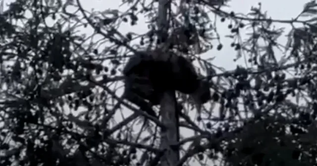 Rize de ağaçta mahsur kalan kedi itfaiye ekiplerince kurtarıldı VİDEO İZLE