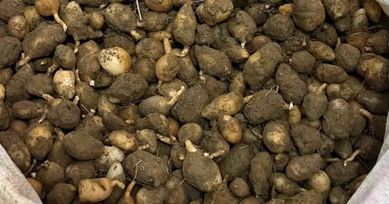 Nesli tehlike altındaki bitkinin yumrularını söken kişiye yarım milyonluk ceza