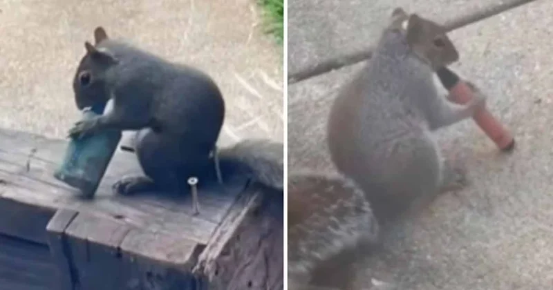 Sincaplar terk edilmiş elektronik sigaraları içiyor: Nedeni açıklandı Sözcü Gazetesi