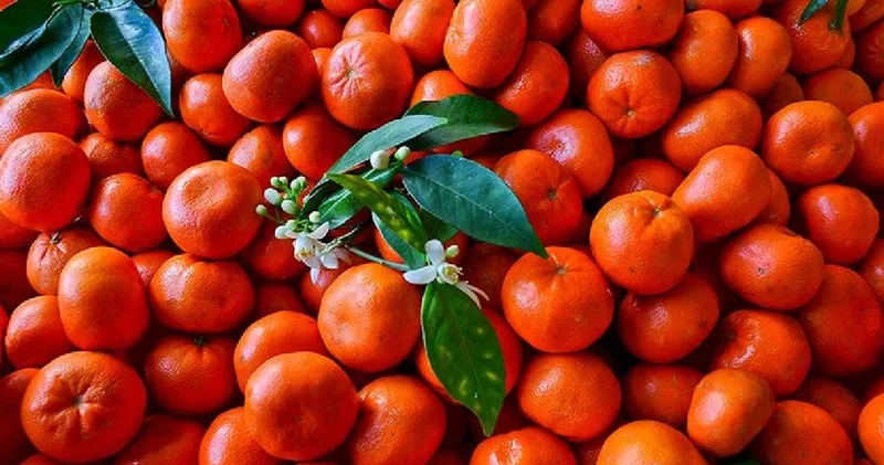 Irak a 62 bin 403 ton gönderildi! Üç ayda 146,1 milyon dolar kazandırdı