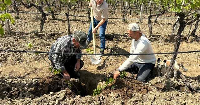 TARİŞ ten bağlara yakın takip Manisa Haberleri