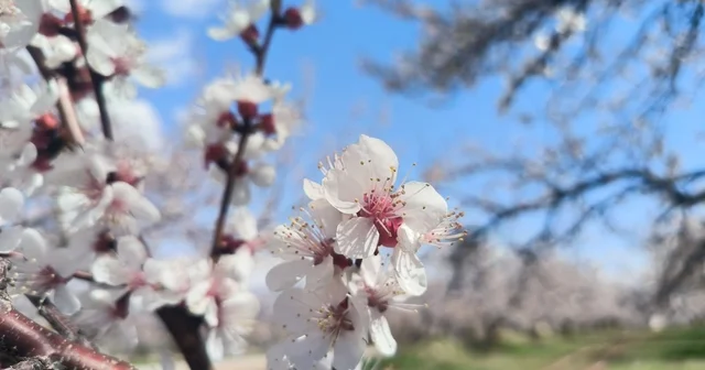 Doğanşehir de çiçek açan kayısı ağaçları bahçeleri beyaza bürüdü Malatya Haberleri