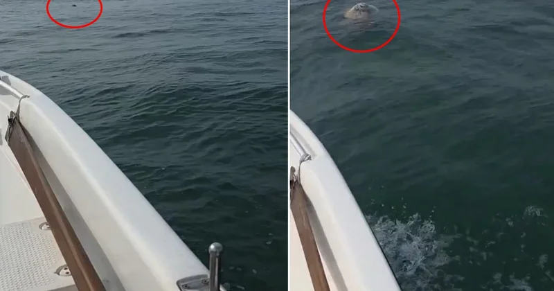 Balıkçı denizde boğulan koyunu görünce şaşkına döndü