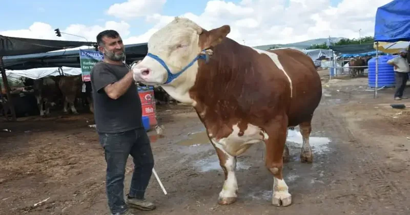 Kurban pazarının en büyüğü Haso Ağa , 480 bin TL den satıldı
