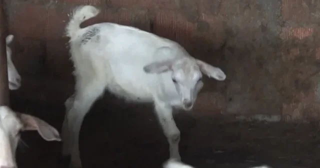 Çanakkale de Üç bacaklı doğan Çolak isimli oğlak görenleri şaşırtıyor VİDEO İZLE
