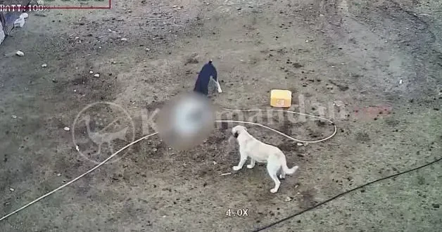 Karaman da başıboş köpekler keçileri yedi!