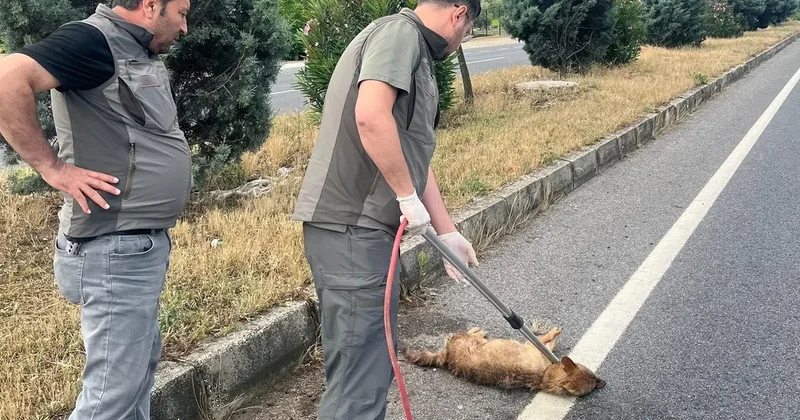 Yaralı çakal tedavi altına alındı