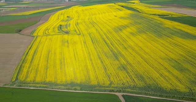 Tekirdağ da buğday, arpa ve kanolada yüzde 30 verim artışı bekleniyor Tekirdağ Haberleri
