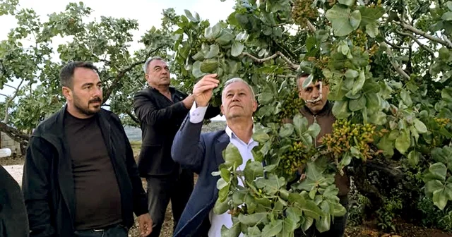 Altun, dolu yağışlarının ardından fıstık bahçelerini gezdi Gaziantep Haberleri