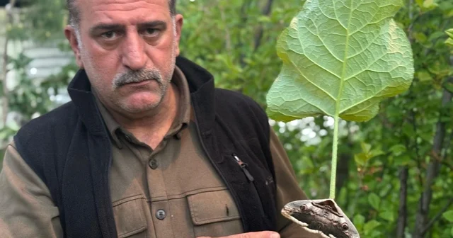 Oltu da baykuş kelebeği görüntülendi Erzurum Haberleri