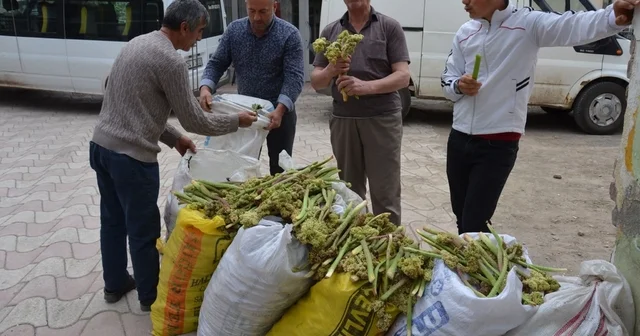 Yaylalardan toplandı, tezgâhlarda satışa sunuldu Erzincan Haberleri