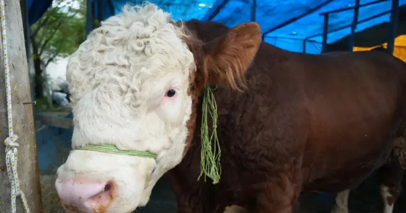 400 bin lira verdiler satmadı! Tam tamına 1 ton 300 kilogram