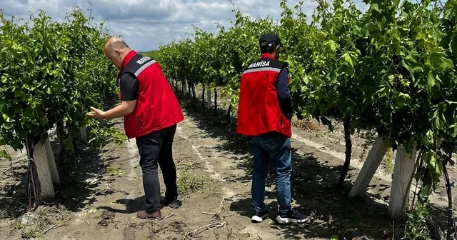Manisa da dolu ve selde üzüm bağları zarar gördü Manisa Haberleri