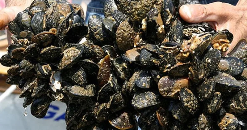 İzmir’de kaçak av operasyonu: 7 ton su ürününe el konuldu Sözcü Gazetesi