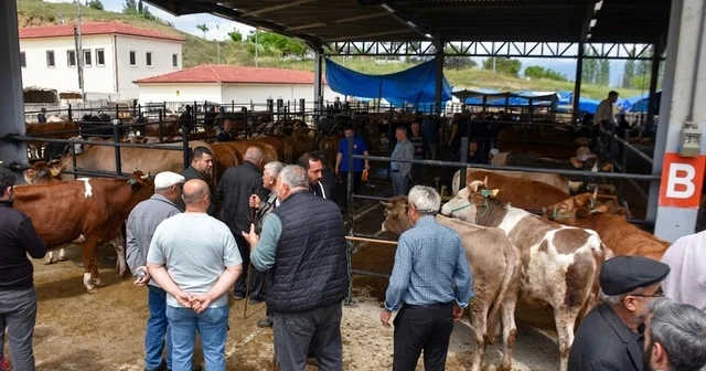 Boyabat ta canlı hayvan pazarı açıldı Sinop Haberleri