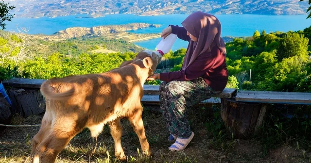 Zehra nın hayvan sevgisi sosyal medyada ilgi odağı oldu 22 yaşındaki Zehra Uslu, üniversitede sağlık kurumları işletmeciliği okuduktan sonra hayvancılığa başladı Karaman Haberleri Habertürk Yerel Haberler