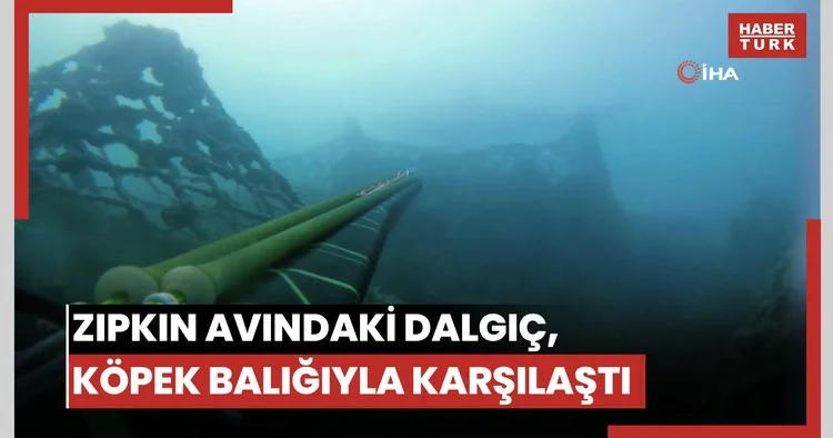 Zıpkın avındaki dalgıç, köpek balığıyla karşılaştı