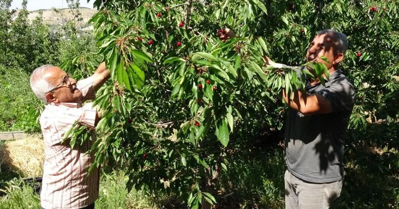 Hasat başladı, 3 bin TL yevmiyeye işçi bulamıyorlar