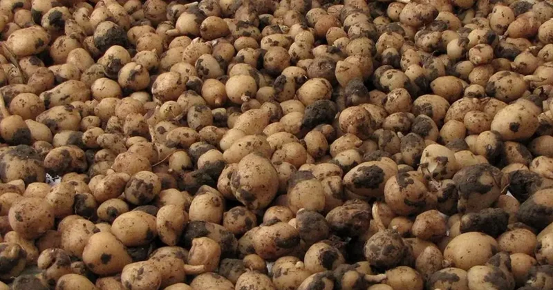 Kilosu 10 bin lira ama... Uyanıklar bunu hesap etmemişti! Dudak uçuklatan ceza