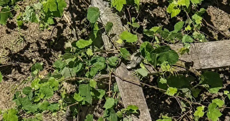 İtfaiyenin iguana mesaisi