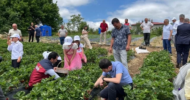 Yayla çileği aromasıyla öne çıkıyor Alaçam Dürtmen Yaylası nda hasat zamanı Samsun Haberleri Habertürk Yerel Haberler