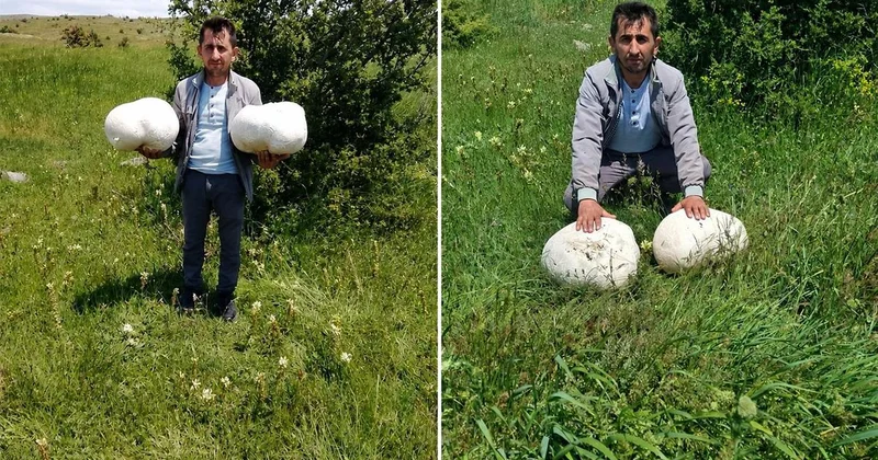 Sivas ta Muhtarın Bulduğu 20 Kiloluk Dev Mantar