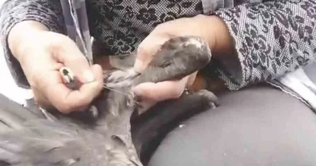 Trabzon’da karabatak kurtarma operasyonu gülümsetti VİDEO İZLE